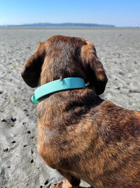 Waterproof Dog Collar - Turquoise - Sharper Barker