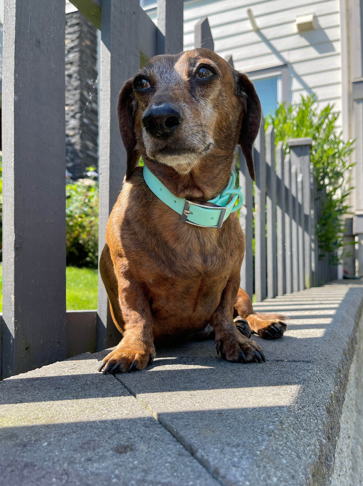 Waterproof Dog Collar - Turquoise - Sharper Barker