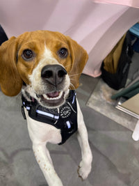 Comfort Harness - Black - Sharper Barker