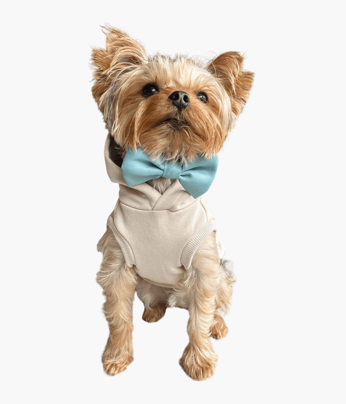 Biscuit Hoodie - Sharper Barker