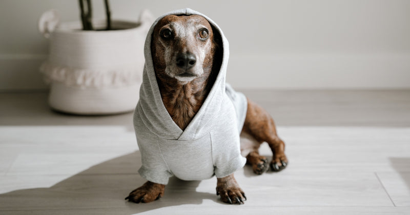 The Ultimate Guide to Dog Hoodies and Dog Sweaters: Keep Your Pup Warm and Stylish