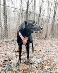 Adventure Harness - Baby Lilac