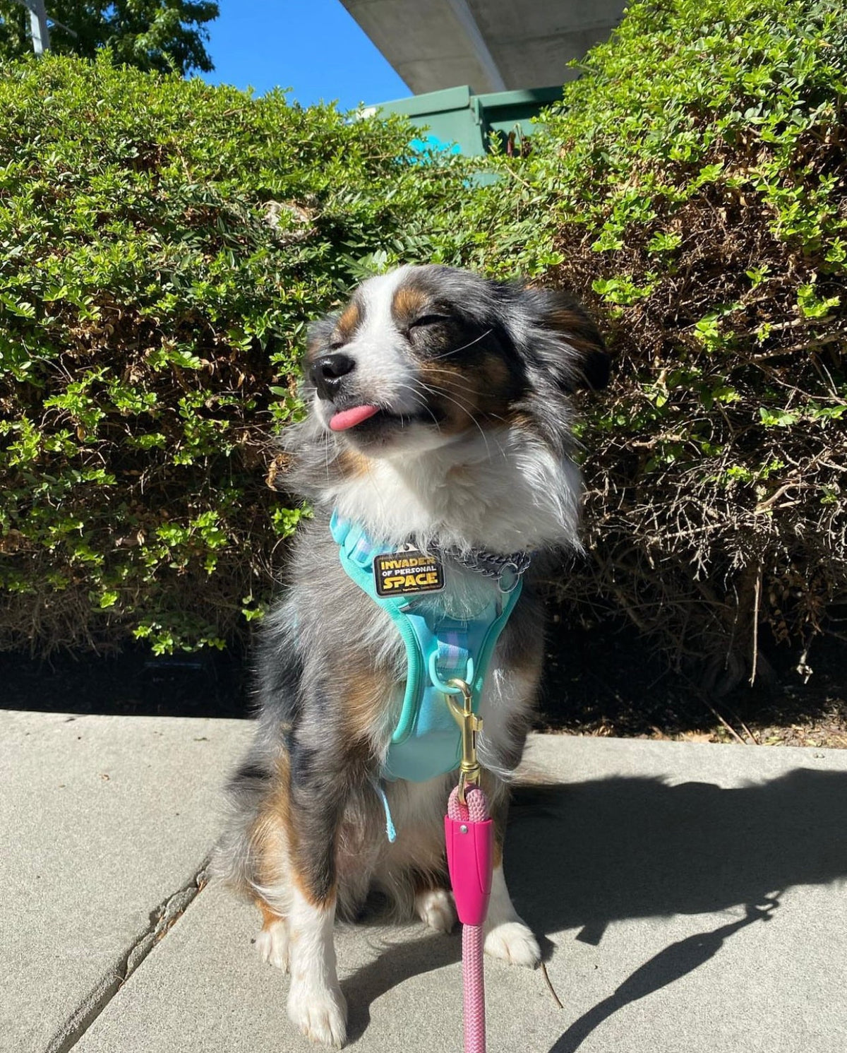 Comfort Harness - Turquoise