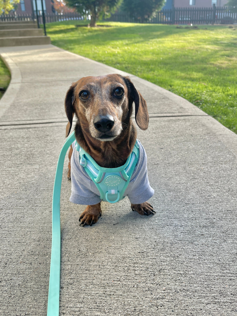 Comfort Harness - Baby Lilac