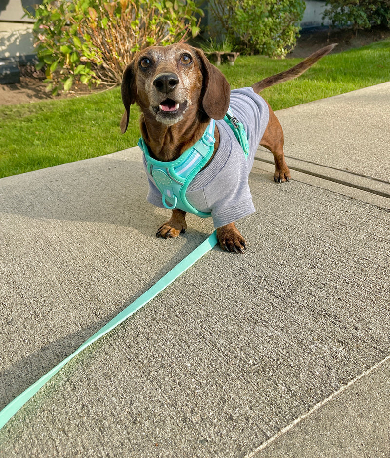 Waterproof Dog Leash - Turquoise