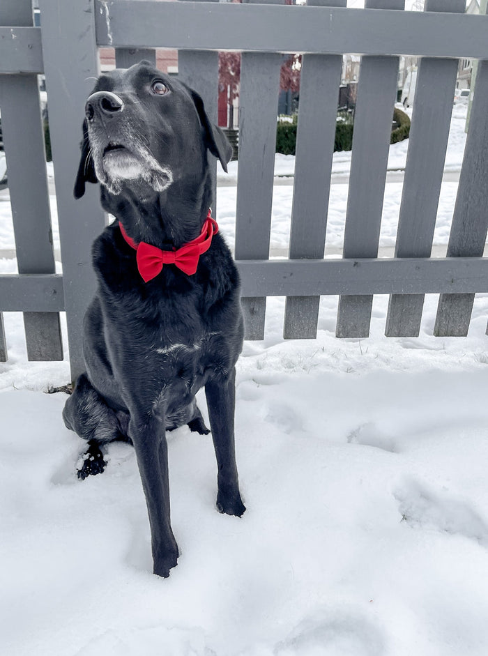 red bowtie for dogs, large dog collars, big dog accessories, red dog bow tie, bow ties for dogs, collar bow ties