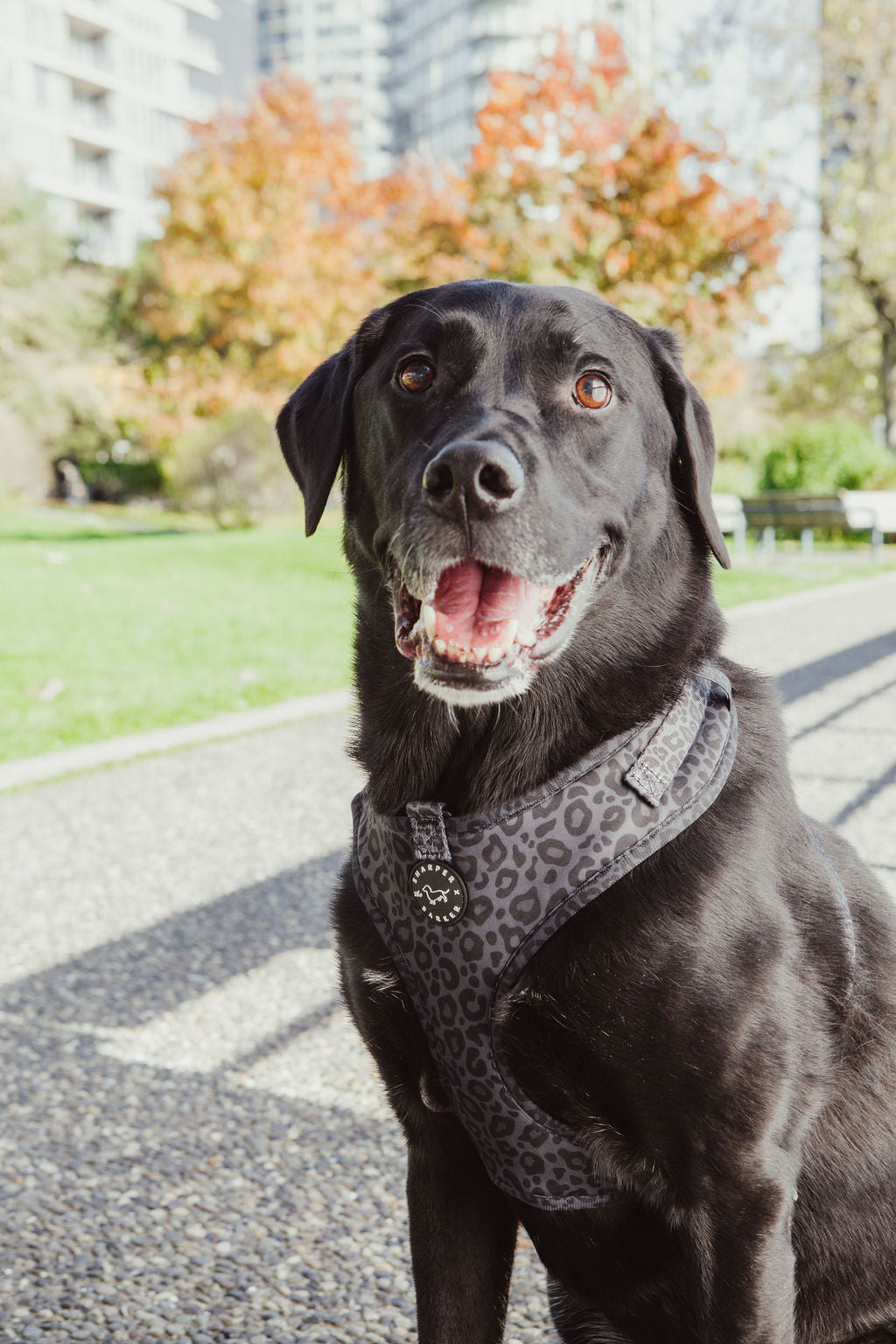 Adjustable Harness - Black Leopard