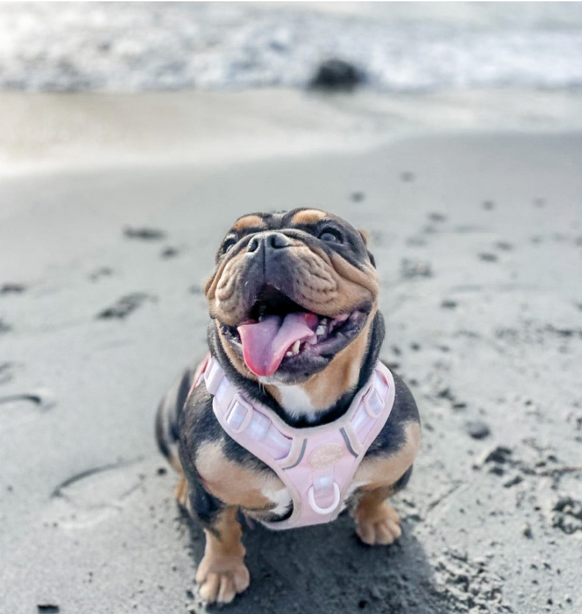 Dog wearing a pink harness on a sandy beach