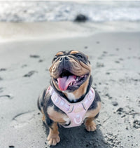 Dog wearing a pink harness on a sandy beach