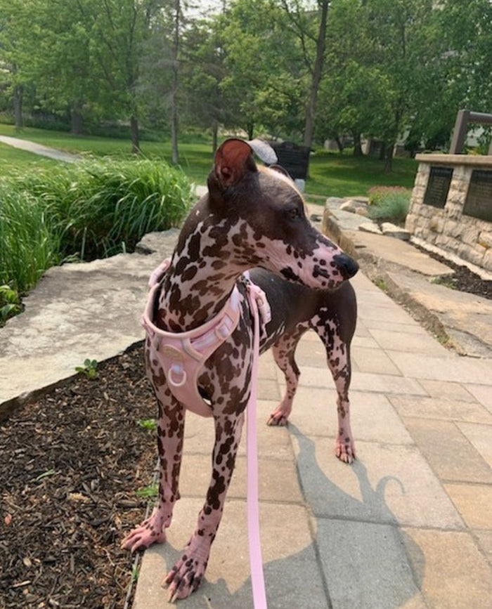 Dog wearing a pink harness in a park setting