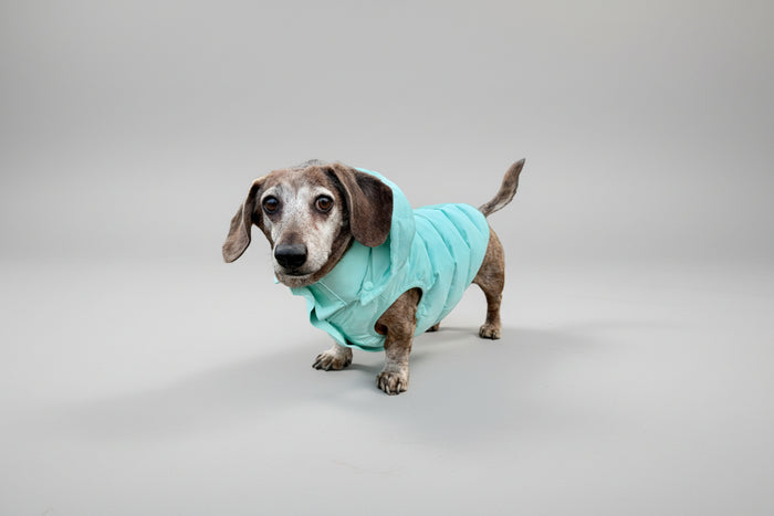 puffer dog coat in turquoise