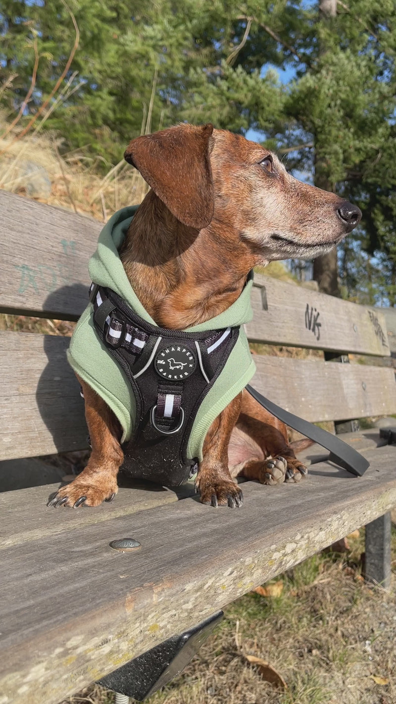 dachshund wearing black harness