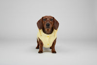 dachshund wearing yellow puffer coat