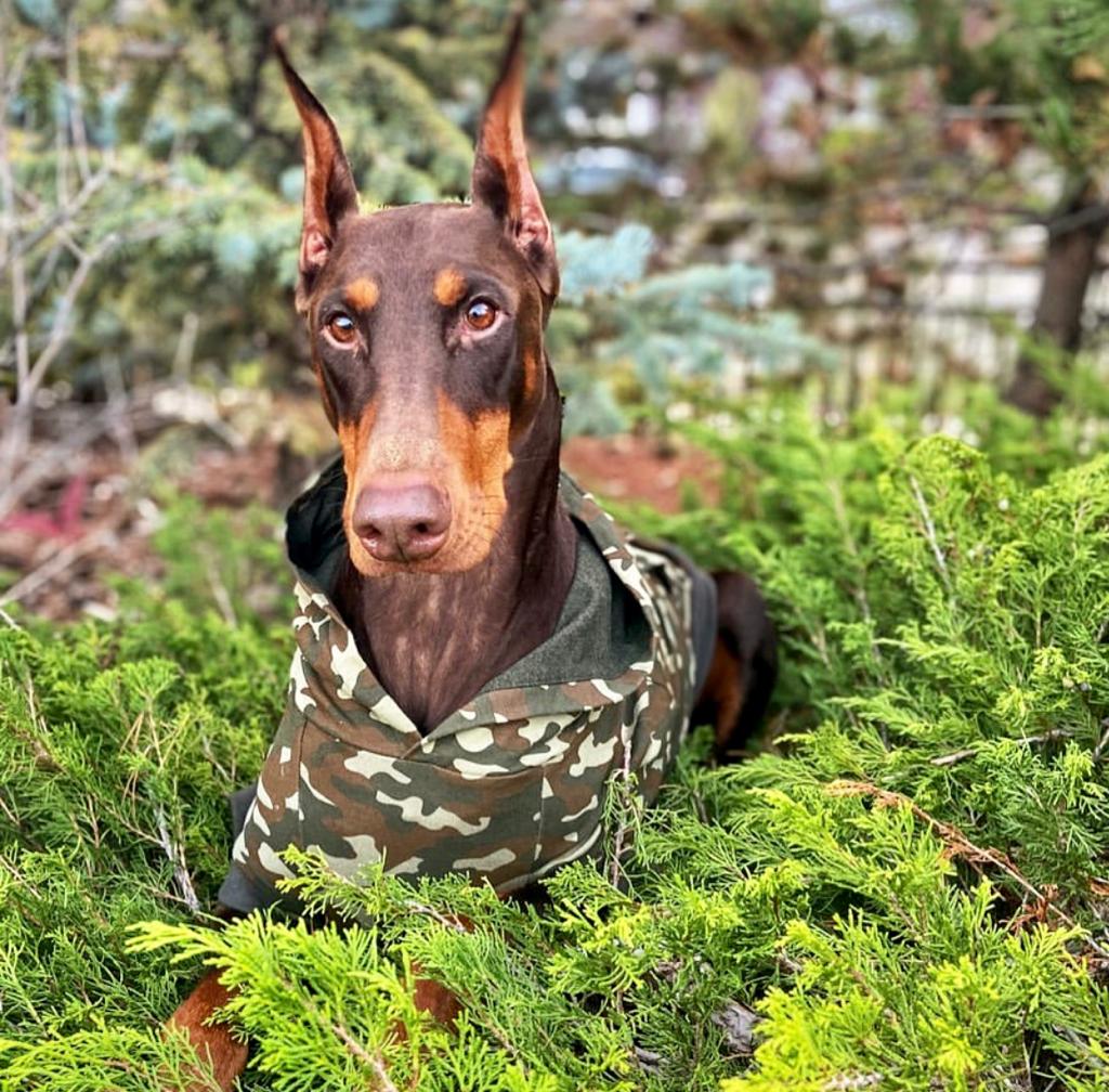 doberman clothes, big dog clothes, camo hoodie, camouflage dog sweater