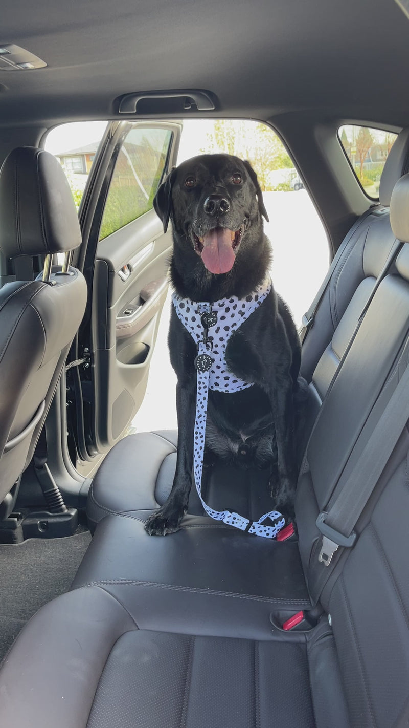 car restraint for dogs, dog seatbelt