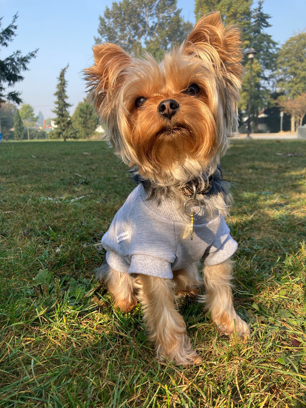 yorkie sweaters, yorkie clothing, dog in grey sweater for sale
