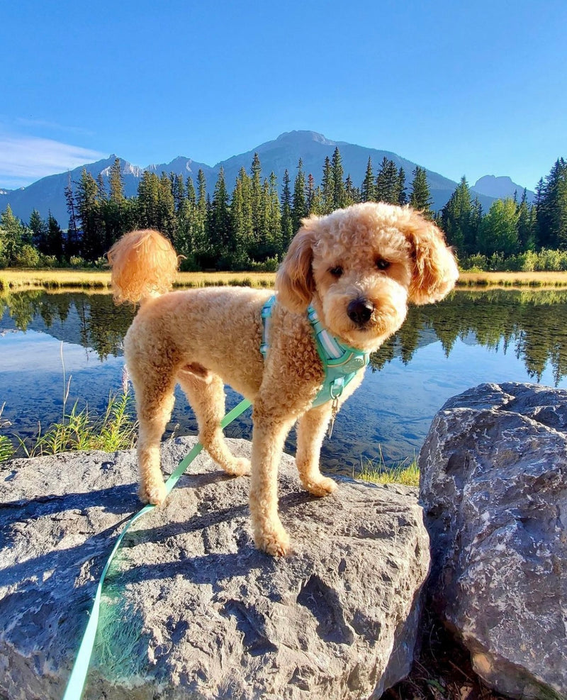 No Pull Active Comfort Dog Harness