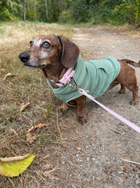 green dog hoodie, dachshund sweaters, doxie clothes, mini dachshund sweater, made in canada dog clothes