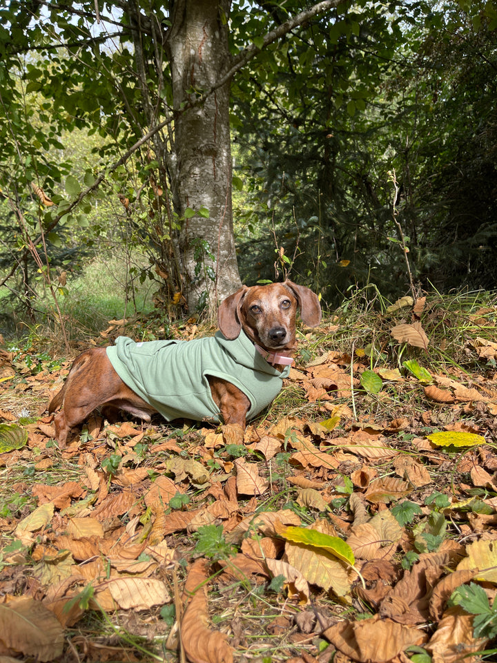 dachshund sweater, olive dog hoodie, clothing for dachshunds, long dog clothing, doxie clothes