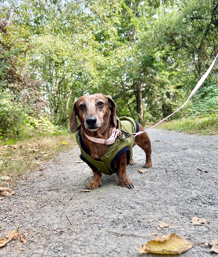 dachshund rain jacket, dachshund raincoat, made in canada dog jacket, waterproof dog collar, pink dog leash