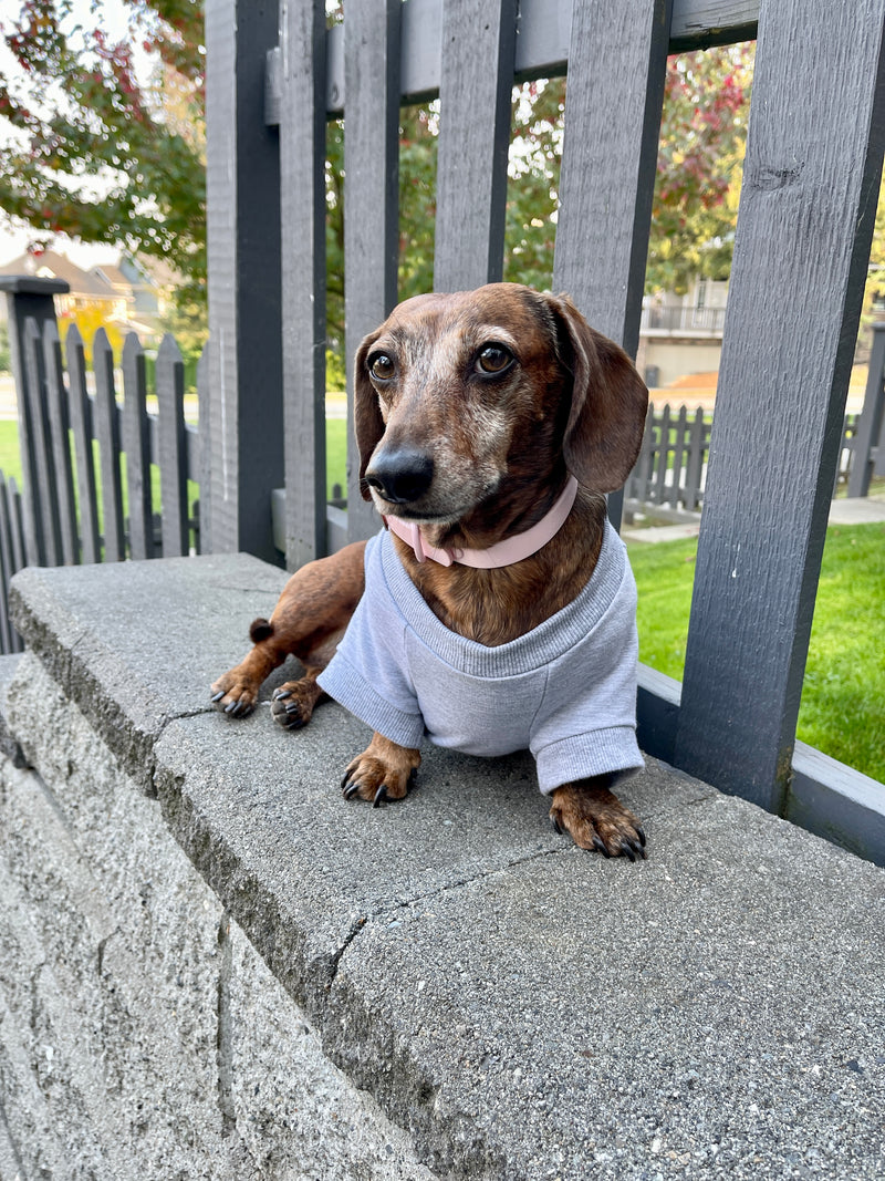 sweatshirt for dachshund, light grey dog crew, made in canada dog clothes