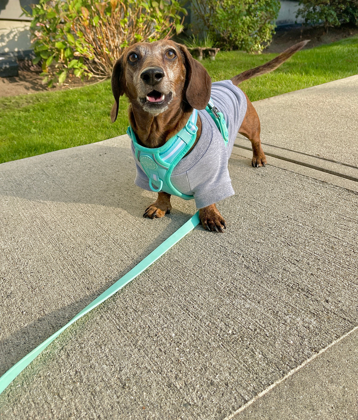 dog crew sweater, light grey dog sweatshirt, dachshund clothing