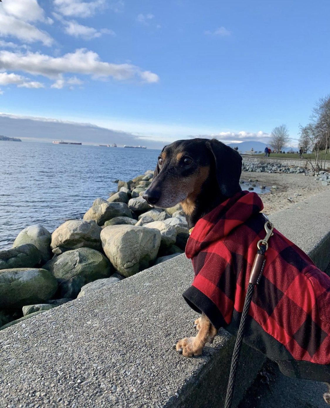 dachshund clothes, clothing for dachshunds