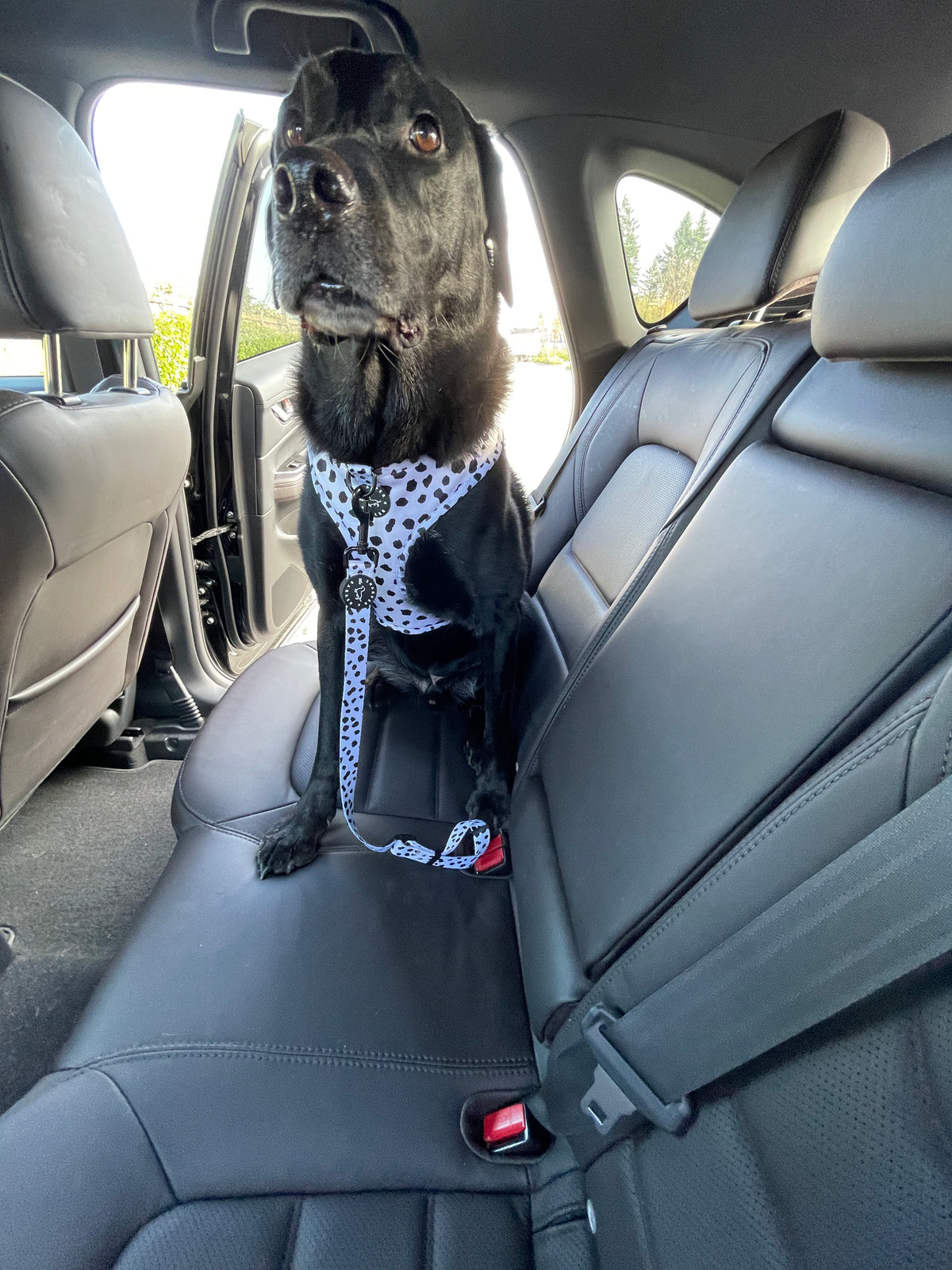 dog car seatbelt, car restraint for dogs