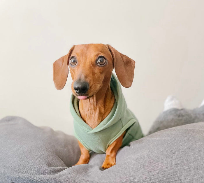 dachshund clothing, green dog hoodie, fleece dog hoodie, doxie clothes, long dog clothes, clothing for dachshunds, mini dachshund sweater