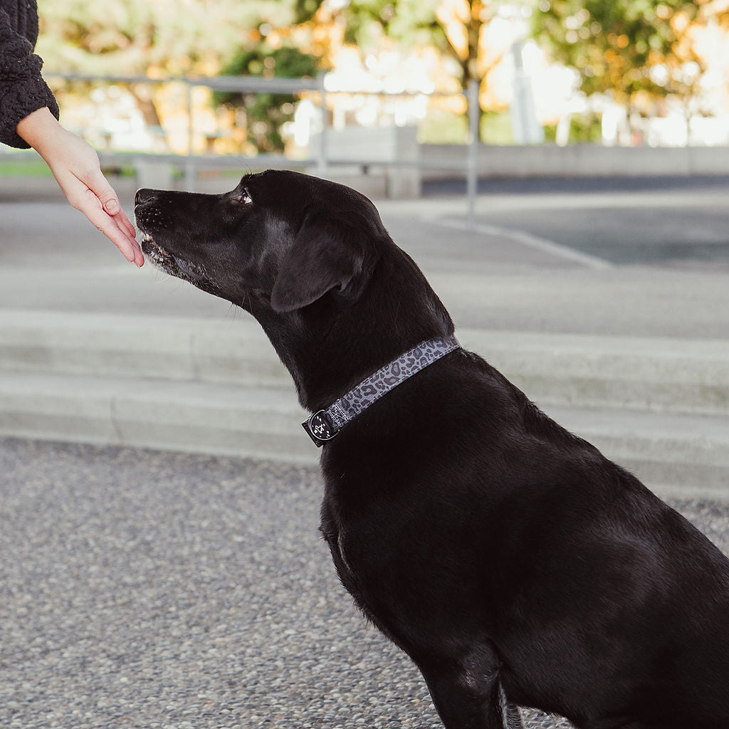 Large dog collar. Black dog collar.