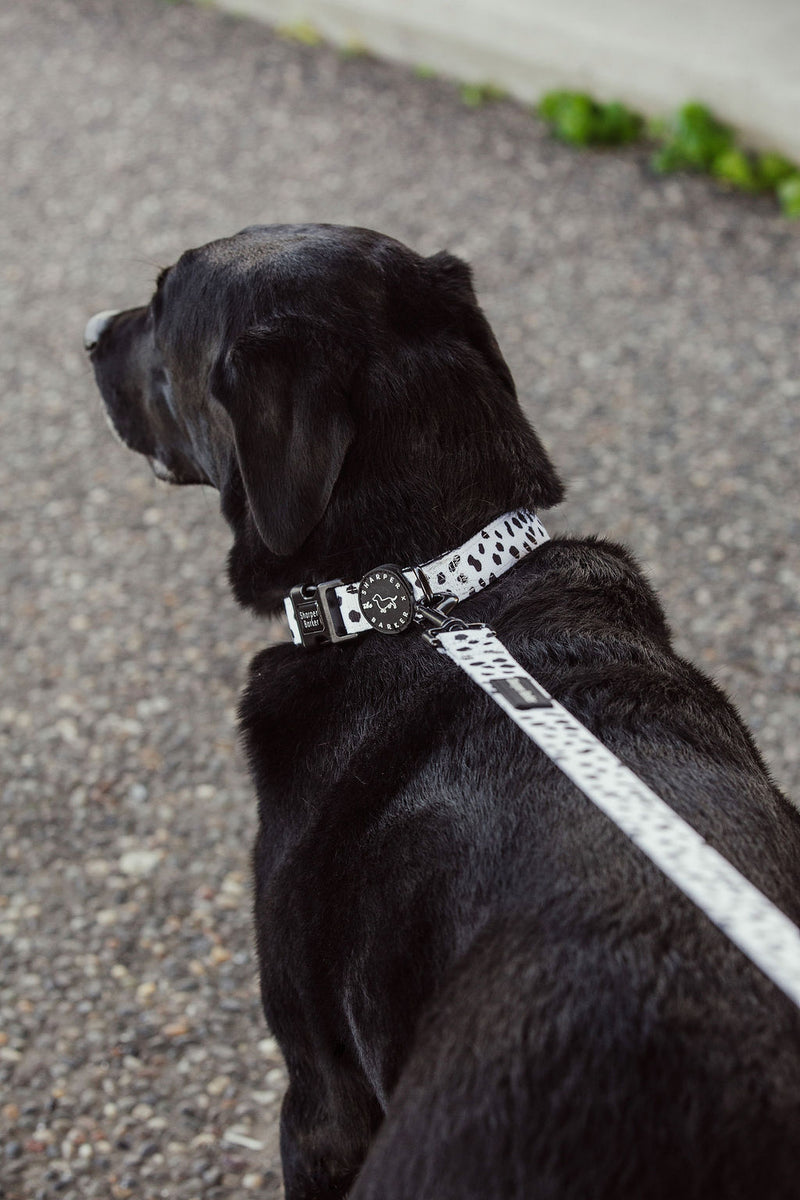 Dalmatian print dog collar and matching leash.