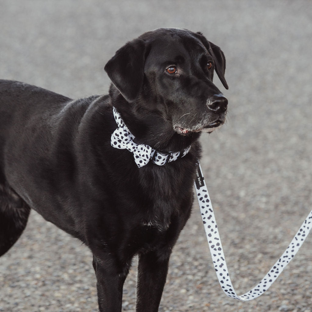 Dog collar for big dogs. Dalmatian dog collar with adjustable lengths.