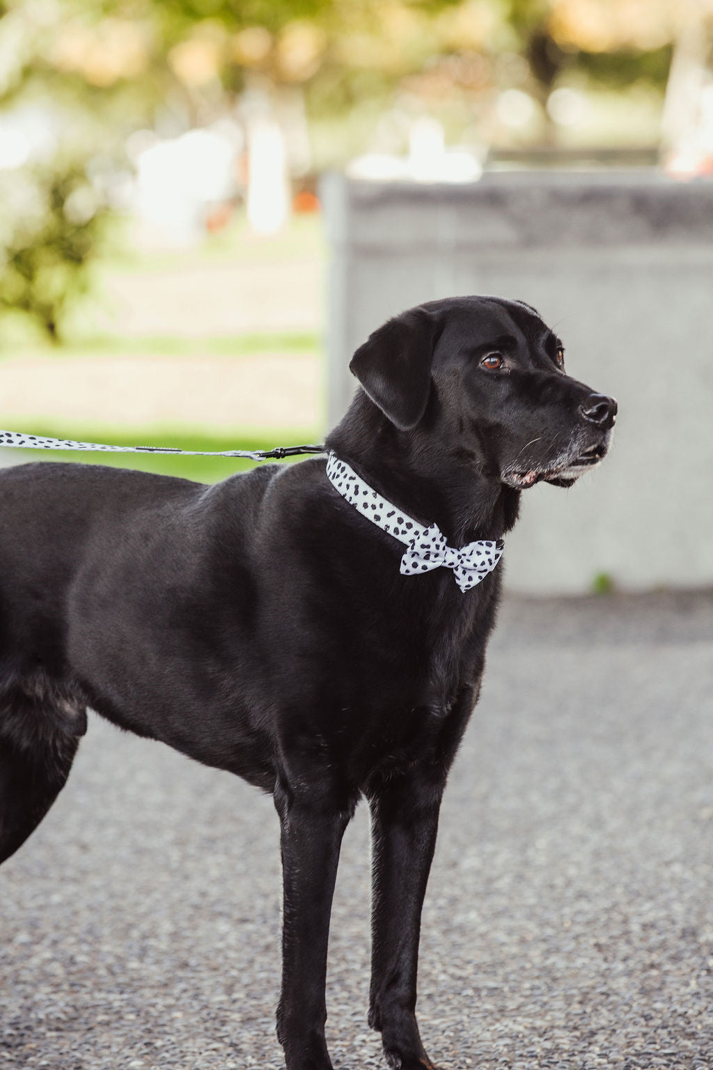 Dalmatian print dog collar and matching bowtie.