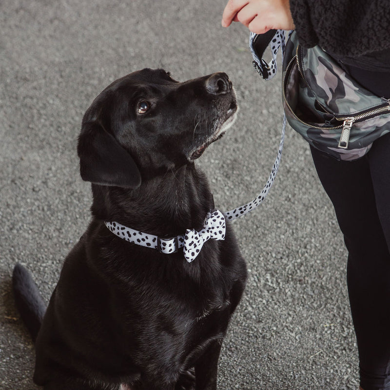 Bowtie for dogs and matching collar in a dalmatian print. 