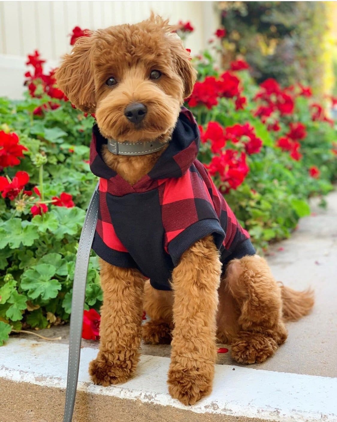 Bamboo Buffalo Plaid Dog Hoodie Harry Hoodie, Doodle Clothes, clothing for dogs, light weight dog hoodies, red dog hoodie, cute dog clothes