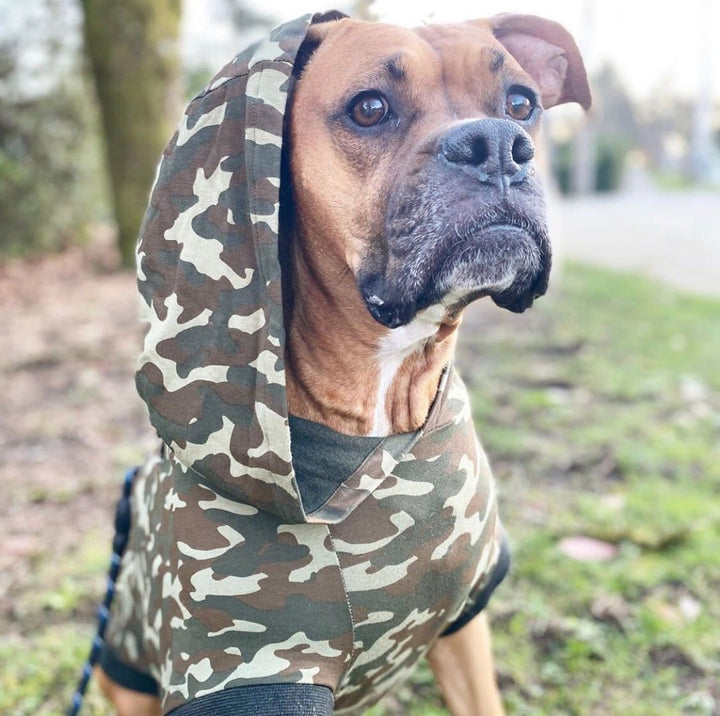 boxer clothes, big dog hoodies, dog hoodies, green dog sweater