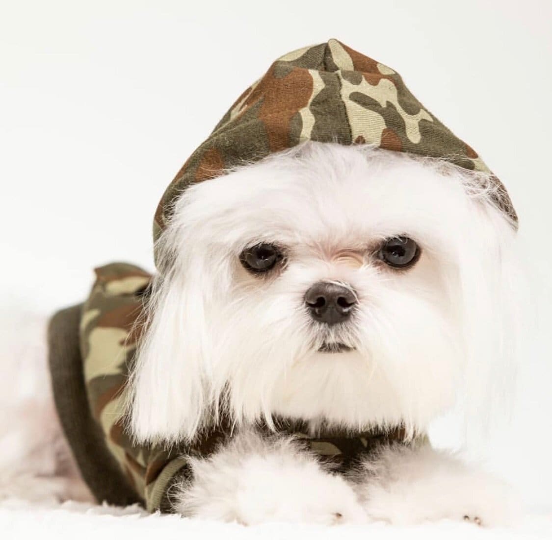 small dog clothes, small dog sweaters, camo hoodie for dogs, maltese dog clothes