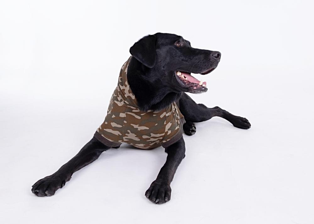 clothes for big dogs, large dog sizes, green camo dog hoodies, black lab hoodie