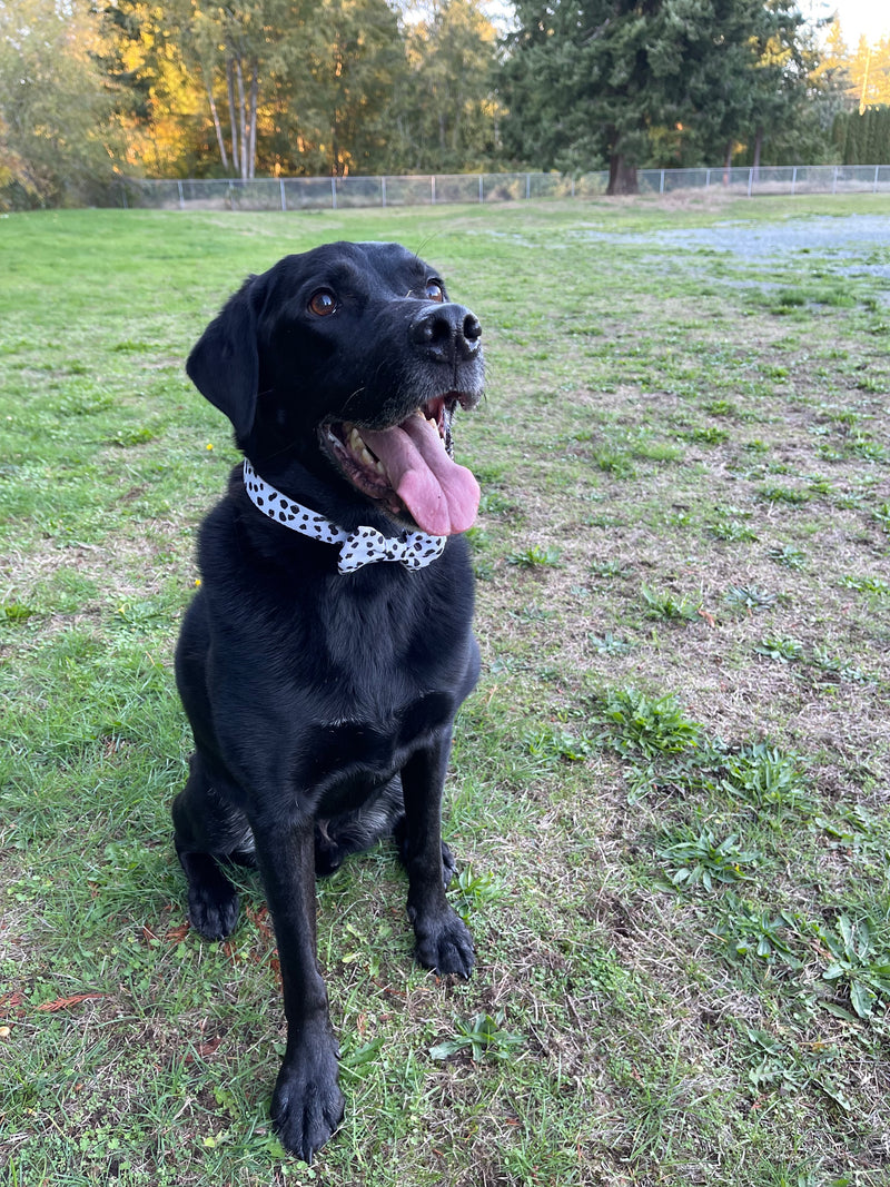 Dalmatian print dog collar and matching bowtie.