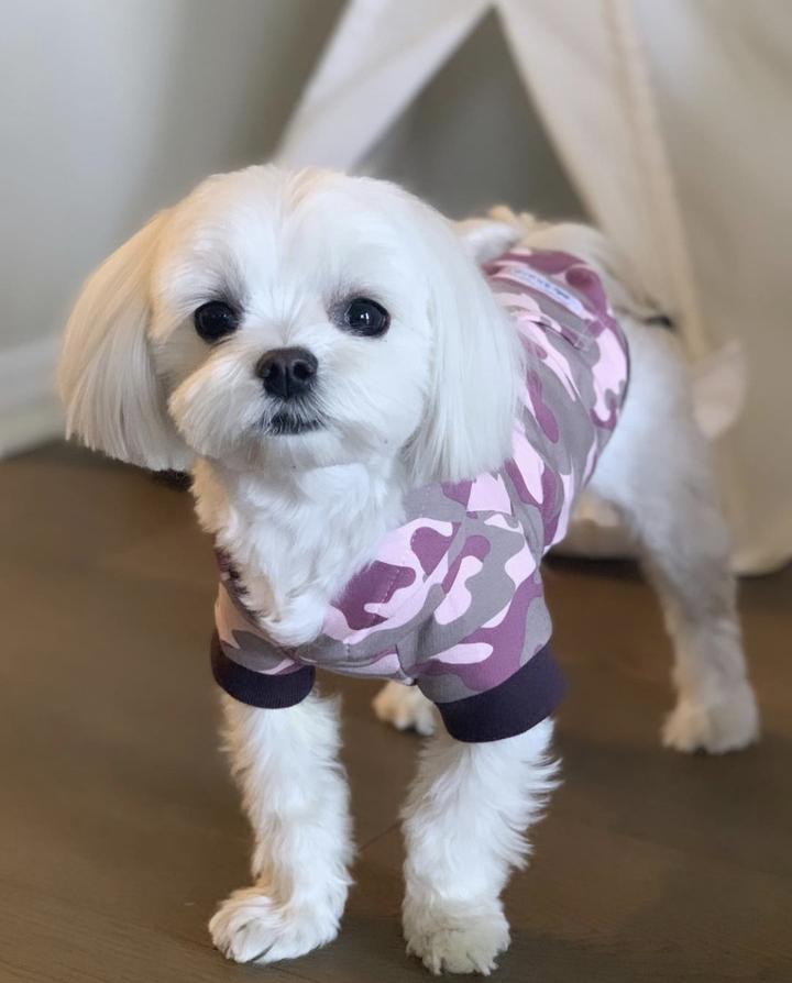 small dog clothes, pink camo sweater, dog hoodies, cute dog hoodies