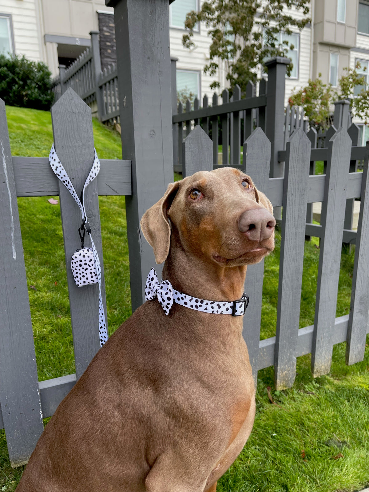 Dalmatian print dog collar and matching bowtie.